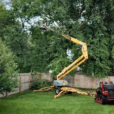 How Our Tree Care Process Works  in  West Point, NE