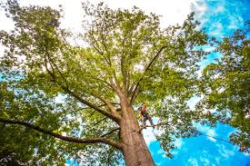 Best Root Management and Removal  in West Point, NE