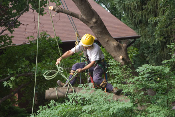 Trusted West Point, NE Tree Care Experts