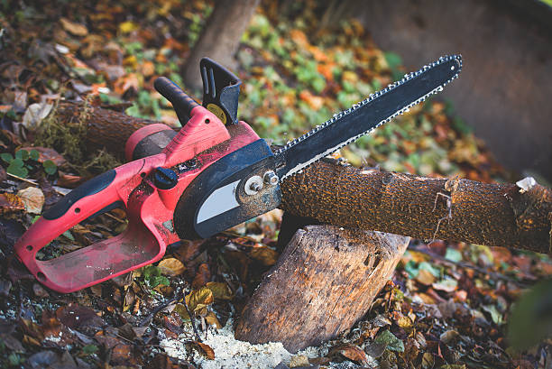 Best Tree Cabling and Bracing  in West Point, NE